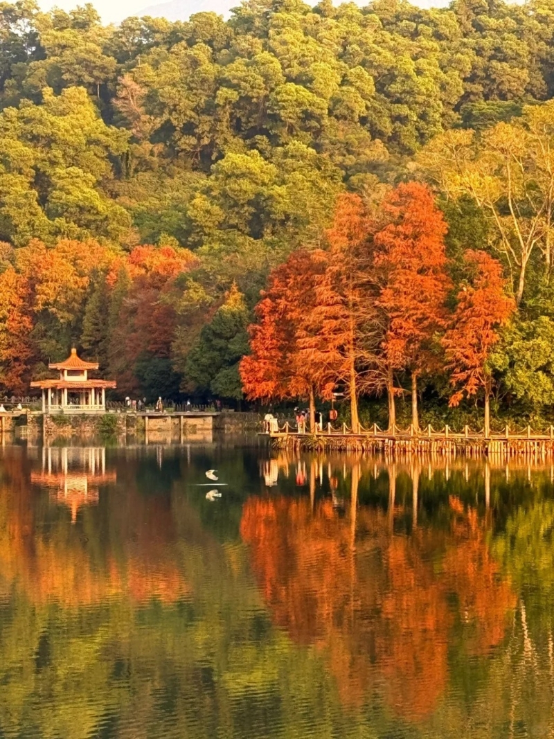 作为国家AAAA级风景区,仙湖植物园向来都是人气郊游好去处(图片来源:小红书@ShuPing深圳) 作为国家AAAA级风景区,仙湖植物园向来都是人气郊游好去处(图片来源:小红书@ShuPing深圳)