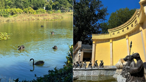 北京圆明园4只野生黑天鹅疑被流浪狗咬死。 小红书