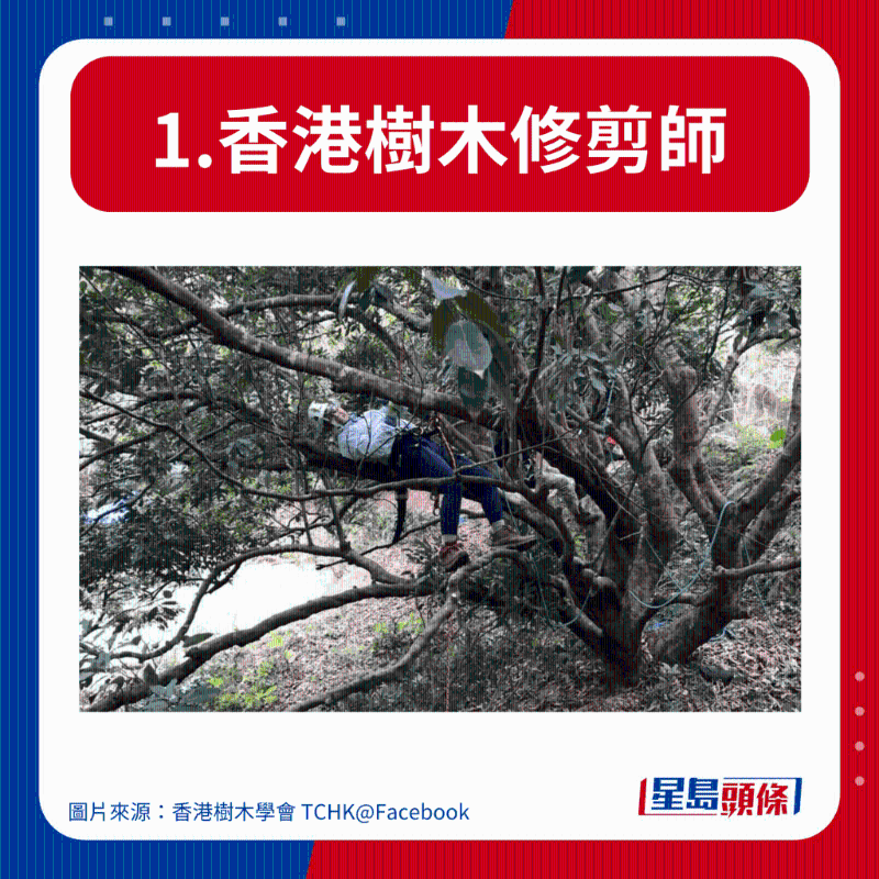 1.香港树木修剪师 1.香港树木修剪师