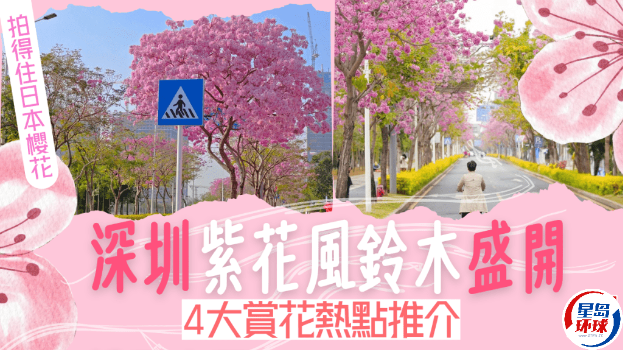 深圳紫花风铃木 深圳紫花风铃木