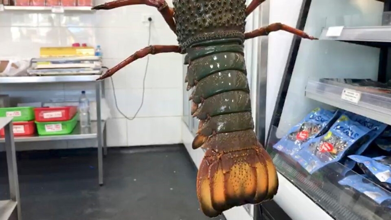 龙虾