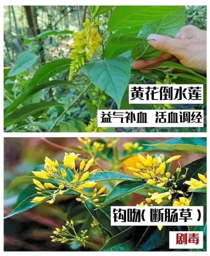 “断肠草” “断肠草”