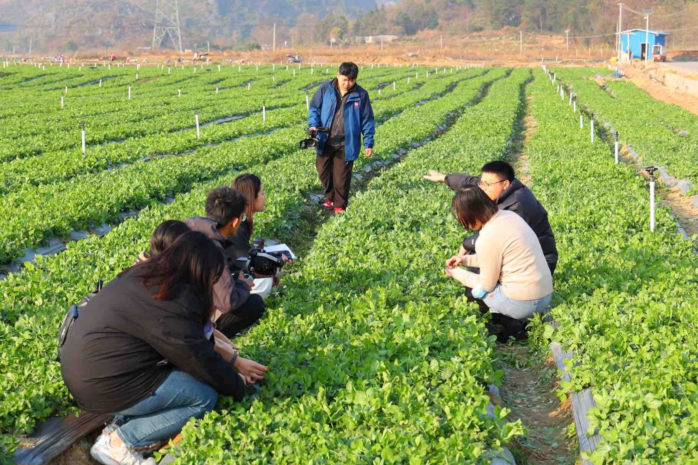 钟山县东融（供港）稻菜产业示范基地。