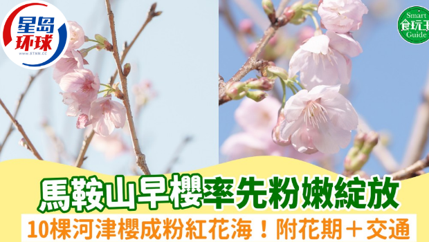 马鞍山樱花202 马鞍山樱花202