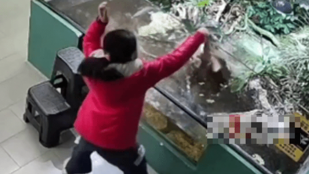 女童伸手入养殖池 女童伸手入养殖池