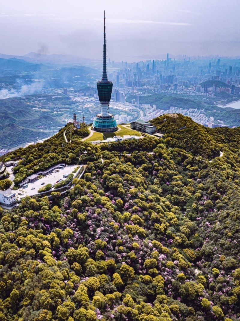 深圳梧桐山