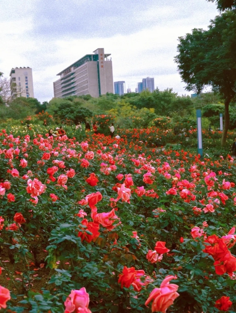 深圳香蜜公园