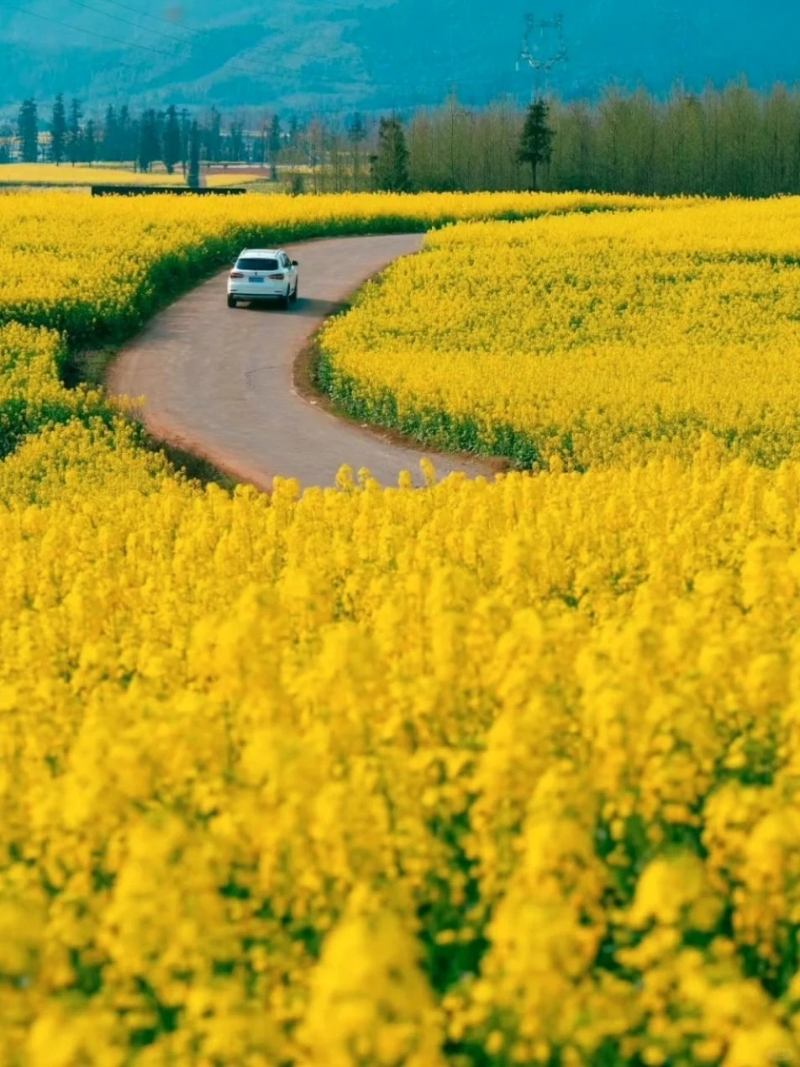陌上花公园
