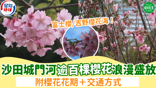 沙田樱花2025 沙田樱花2025
