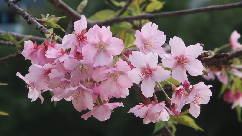 沙田城门河畔樱花2025最新开花情况! 沙田城门河畔樱花2025最新开花情况!