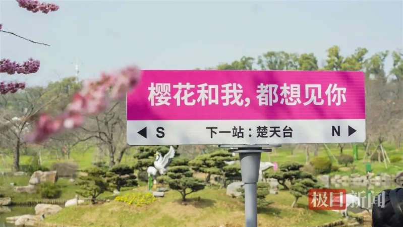 樱花