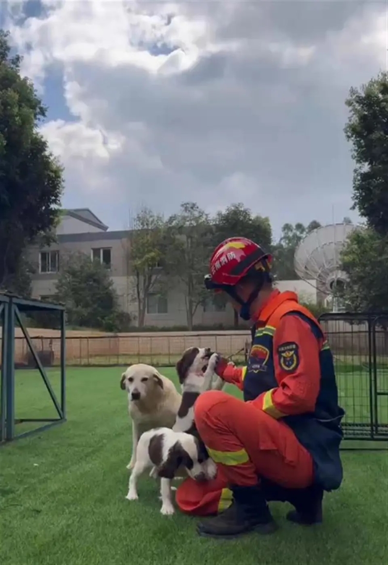 搜救犬 搜救犬