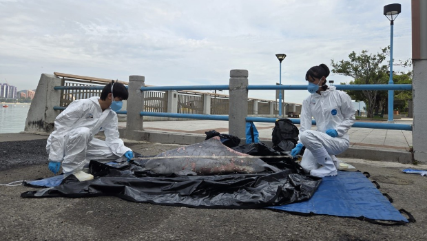香港海洋公园保育基金于今日接报通知跟进鲸豚搁浅个案,为本年度第12宗,在大澳将军石对出海域发现中华白海豚尸体。 香港海洋公园保育基金于今日接报通知跟进鲸豚搁浅个案,为本年度第12宗,在大澳将军石对出海域发现中华白海豚尸体。