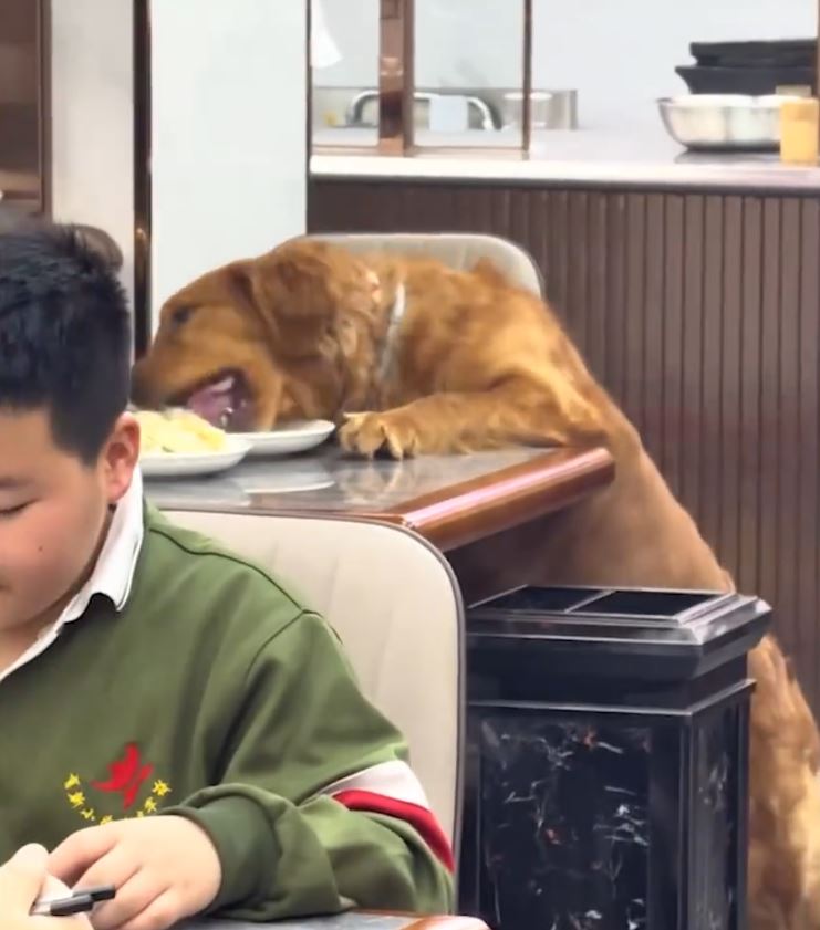 金毛犬偷食主人饺子影片在网上热传。搜狐千里眼 金毛犬偷食主人饺子影片在网上热传。搜狐千里眼