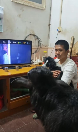 陈先生在出租屋养了一牛一狗作宠物。抖音@牛魔王咩 陈先生在出租屋养了一牛一狗作宠物。抖音@牛魔王咩