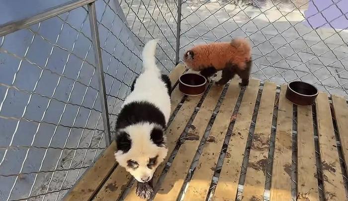 熊猫狗 熊猫狗