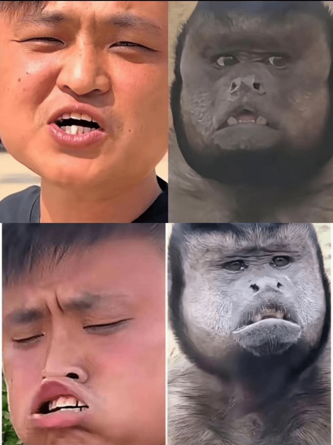 方脸猴