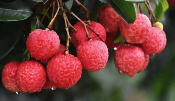 荔枝 荔枝