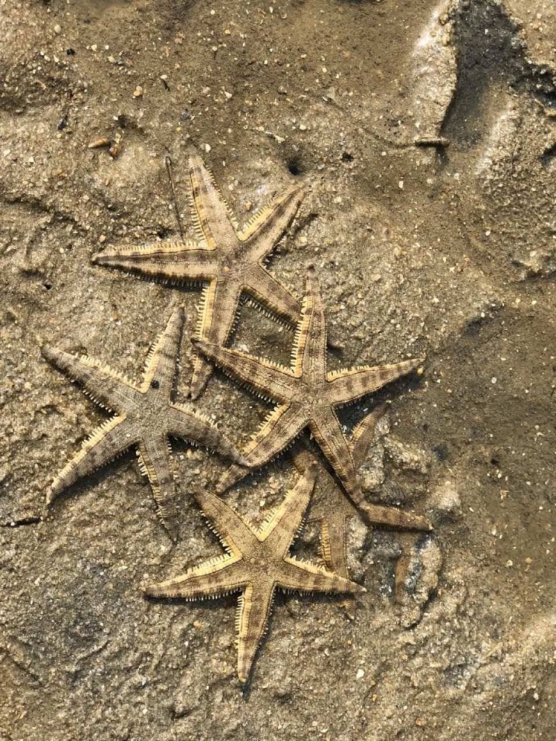 海星 海星