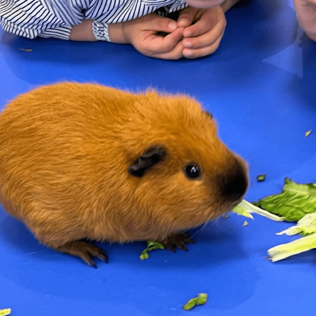 小动物