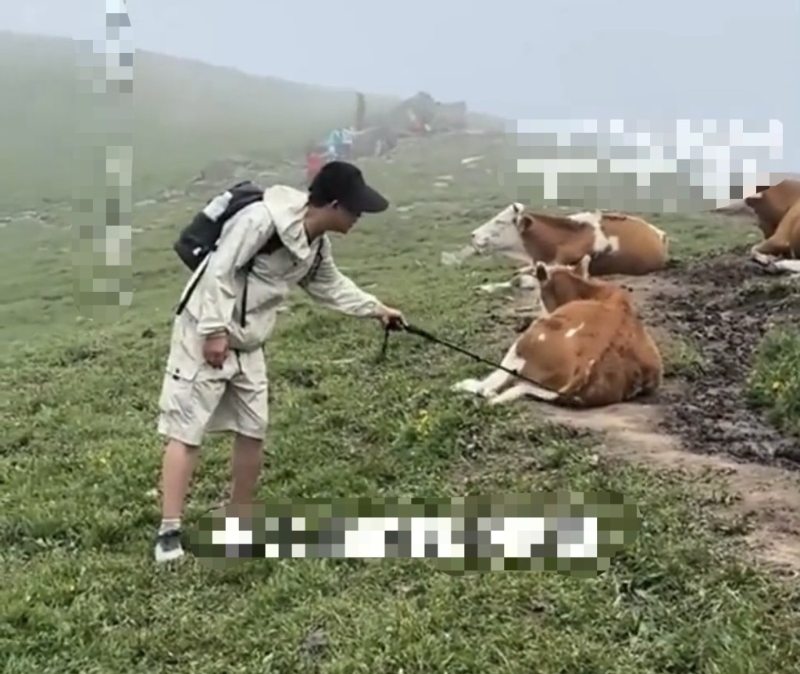 五台山游客挑逗牛群遭踩踏。搜狐千里眼
