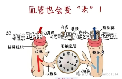 血管 血管