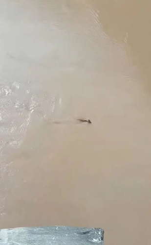 网民发布在云南虎跳峡风景区拍摄到头上长角水中游的不明生物。