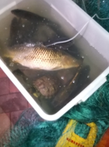 鱼缸怀疑供氧泵出现问题，大批鱼缺氧死亡