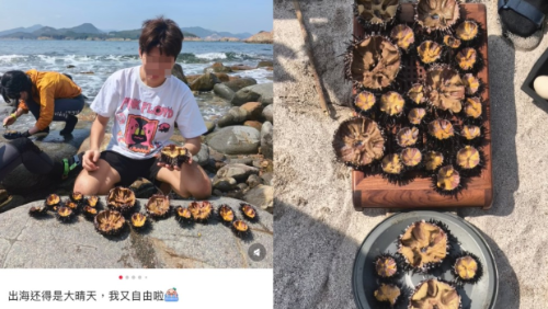 小红书发帖“海胆自由”