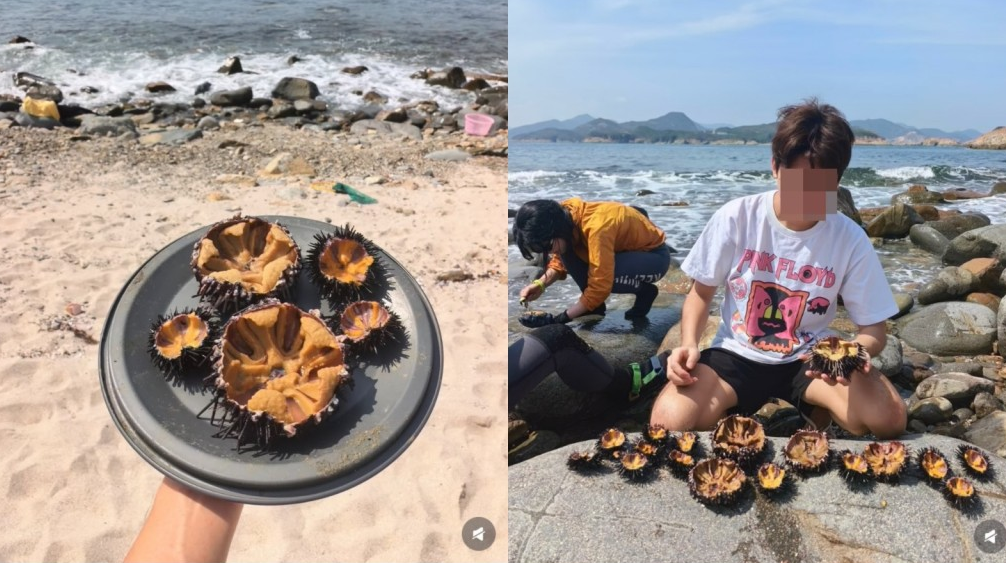 内地客西贡捉海胆即食惹关注